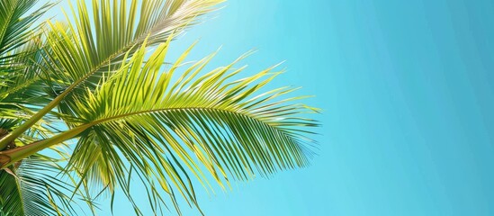 Palm fronds set against a clear blue sky for a serene copy space image
