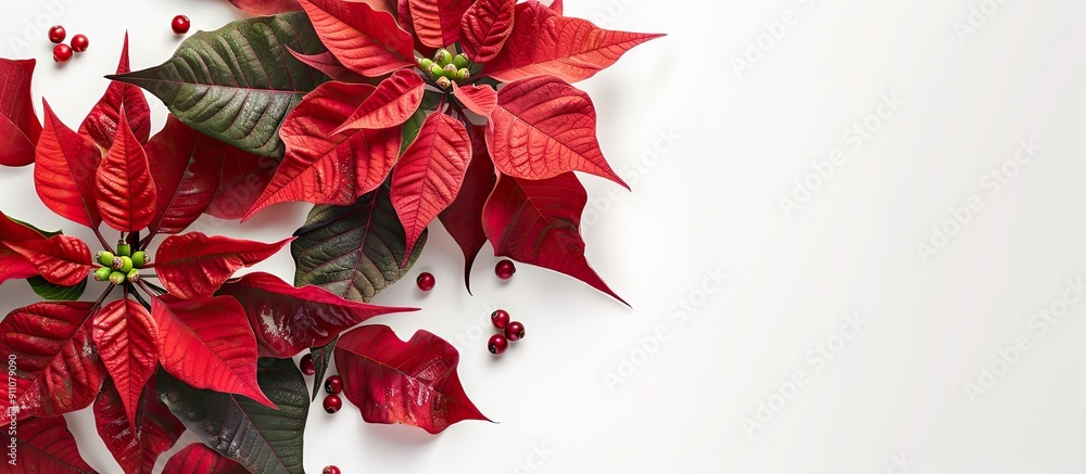 Poster create a christmas card layout featuring a red poinsettia on a white background with copy space imag