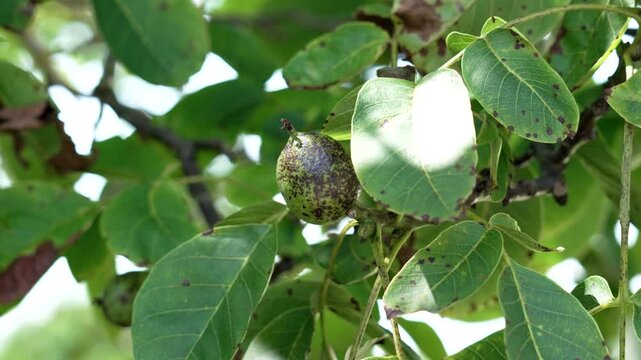 Green walnut fruits with rust spots and diseased leaves on a tree branch close up