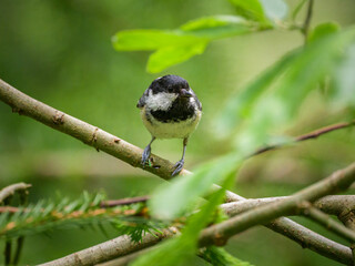 A Coal Tit looking for food in a tree