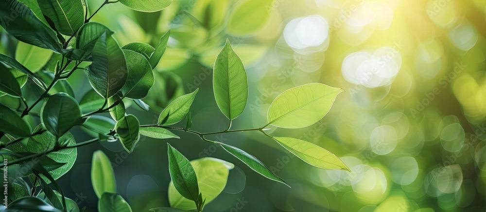 Poster soft focus creates a beautiful green leaves background offering a selective view with ample copy spa