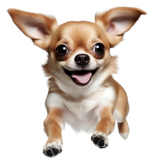Obraz premium PNG Chihuahua mammal animal puppy.