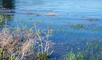 The lakeside with reeds. Frogs are hiding on the water surface. Background photo for the concept idea of camping in the wilderness. Selective focus.