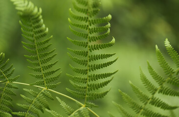 Braken fern leaf in the forest (Pteridium aquilinum)