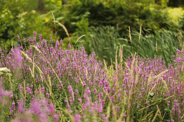 Flowers in the forest, Purple loosestrife (Lythrum salicaria)