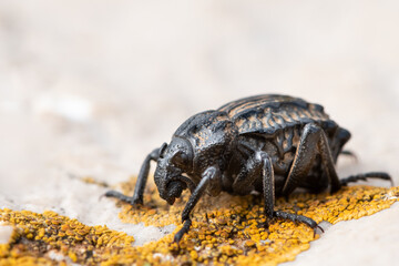 A Garlic Weevil beetle on a rock