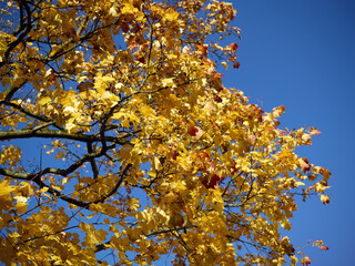 autumn leaves against sky