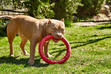 American bully dog. American bully puppy playing, photo in motion. American bully pocket, classic....