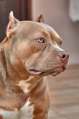 American Bully Dog. American Bully Puppy Portrait. American Bully Pocket, Classic. Companion Dog
