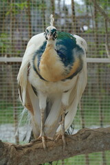 Peacocks display their dazzling plumage in a kaleidoscope of color, shimmering with iridescent...