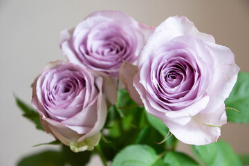紫色の薔薇