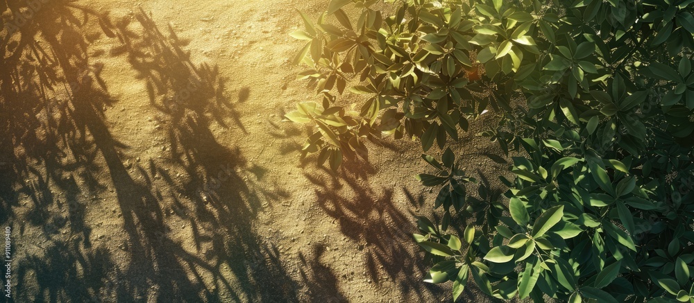 Poster different textured backgrounds with shadows from trees under sunlight create an appealing copy space