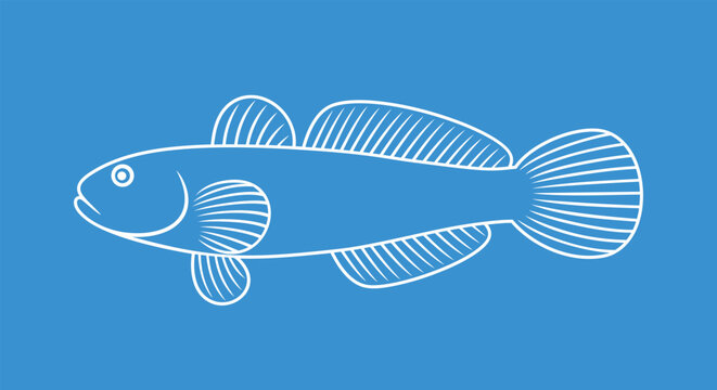 Sea goby outline. Isolated sea goby on white background