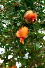 Pomegranate tree growth in Hersonissos, Crete, Greece summer