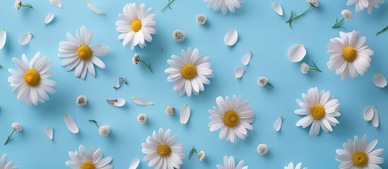 Obraz premium Top view of white daisies chamomile flowers and petals on a light blue background creating a creative pattern for a summer holiday concept with copy space image