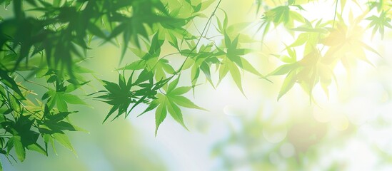 Green maple leaves background material in a Japanese style copy space image