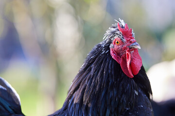 Close up of a rooster