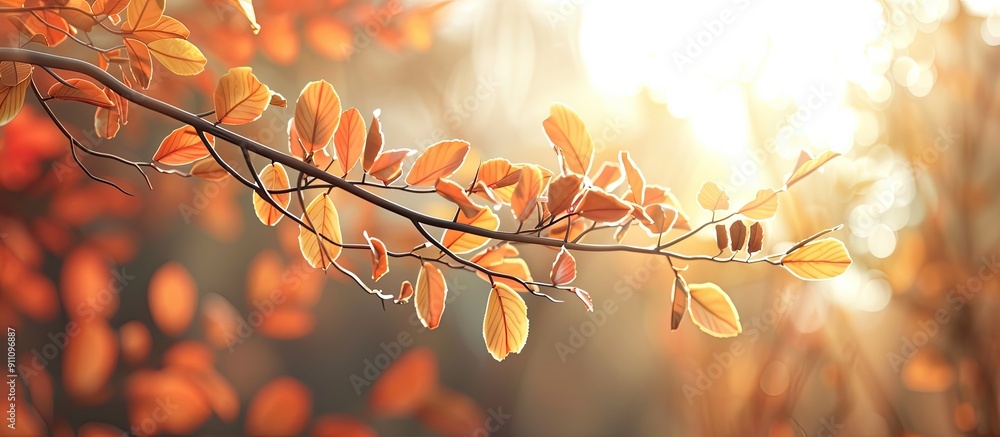 Poster autumnal foliage on a tree branch in the woods with a serene atmosphere and copy space image