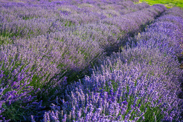 Obraz premium Lavender field
