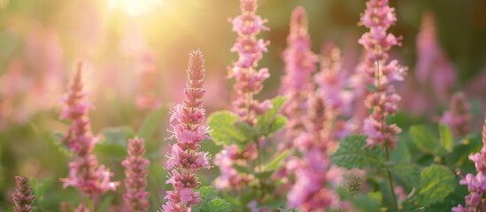 Obraz premium Close up of pink flowers like marsh hedgenettle or marsh woundwort on a summer lawn ideal for copy space image