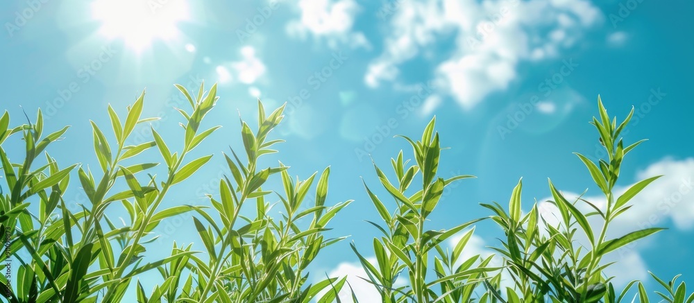 Wall mural Plants set against a blue sky provide ample copy space image