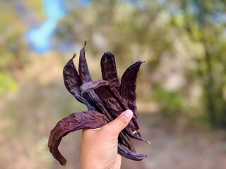 Carob trees freshly harvested from the tree.