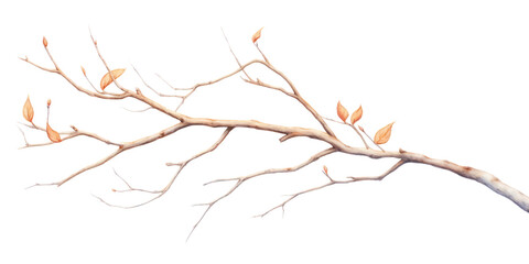 Obraz premium PNG Branch drawing sketch plant.