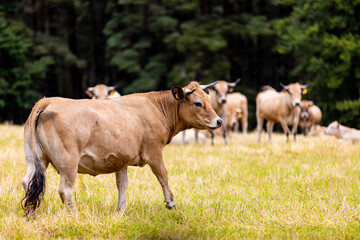 Vaches sur les plateaux de l'Aubrac