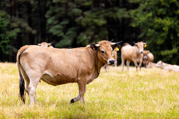 Fototapeta premium Vaches sur les plateaux de l'Aubrac