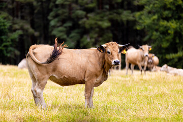 Vaches sur les plateaux de l'Aubrac