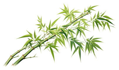 Fototapeta premium PNG Chinese bamboo plant white background freshness.