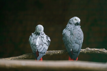 A parrot in the park area.