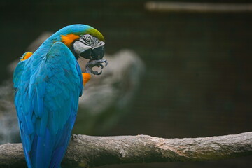 A parrot in the park area.