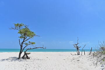 Friends on the beach
