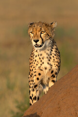 Naklejka premium Cheetah (Acinonyx jubatus). Young cheetah sitting on a termite hill in warm light in the late afternoon in Mashatu Game Reserve in the Tuli Block in Botswana 