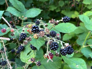 blackberries in the garden
