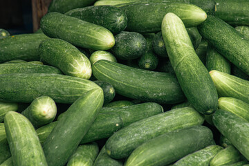 Close up stack of fresh and raw cucumber