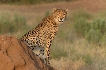 Cheetah (Acinonyx jubatus). Young cheetah sitting on a termite hill in warm light in the late afternoon in Mashatu Game Reserve in the Tuli Block in Botswana     