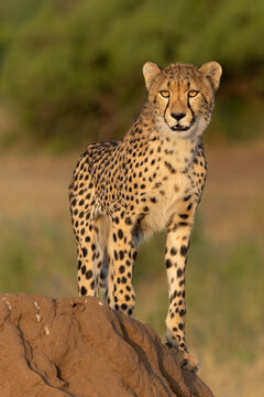 Cheetah (Acinonyx jubatus). Young cheetah sitting on a termite hill in warm light in the late afternoon in Mashatu Game Reserve in the Tuli Block in Botswana     