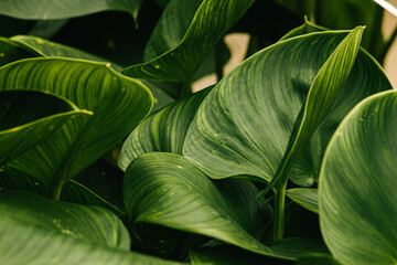 Fototapeta premium wide green leaves are perfect for home wall decoration