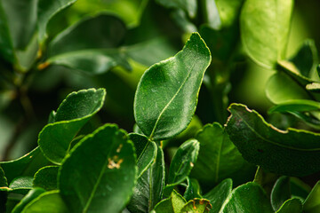 The kaffir lime leaf and branch with green background