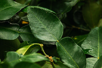 The kaffir lime leaf and branch with green background