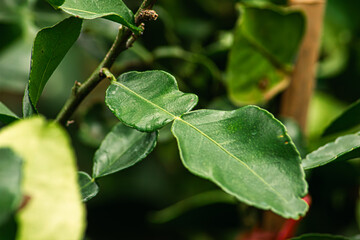 The kaffir lime leaf and branch with green background