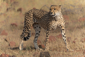 Cheetah (Acinonyx jubatus) walking and searching for prey in the late afternoon in Mashatu Game Reserve in the Tuli Block in Botswana   