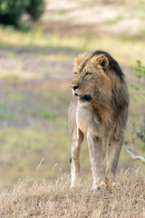 Lion (Panthera leo) male hunting in Mashatu Game Reserve in the Tuli Block in Botswana
