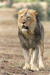 Lion (Panthera leo) male hunting in Mashatu Game Reserve in the Tuli Block in Botswana