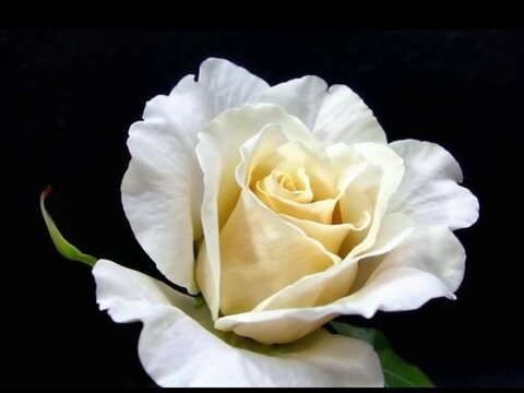 timelapse de uma rosa branca desabrochando em camera lenta, 