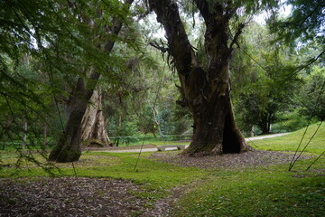 Tree trunks in the park area.