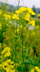 mustard in a vegetable field