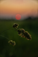 grass at sunset